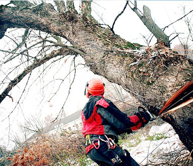   Удаление дерева целиком с оттяжкой 