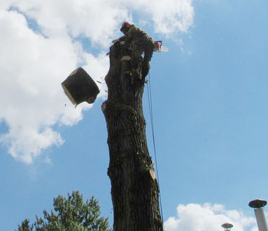   Удаление дерева по частям