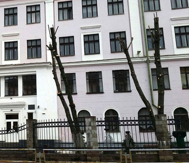 Кронирование деревьев, спиливание сухих веток