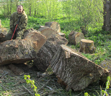 Спилить дерево цена