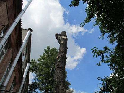 Спилить аварийное дерево в Минске