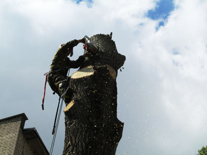 Спилить аварийное дерево в Минске
