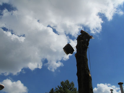 Спилить аварийное дерево в Минске