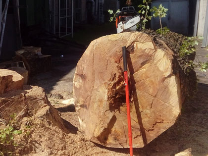 Спилить аварийное дерево в Минске