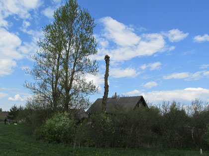Спилить аварийное дерево возле дома