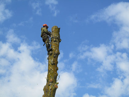 Спилить аварийное дерево возле дома