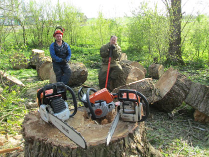 Спилить аварийное дерево возле дома