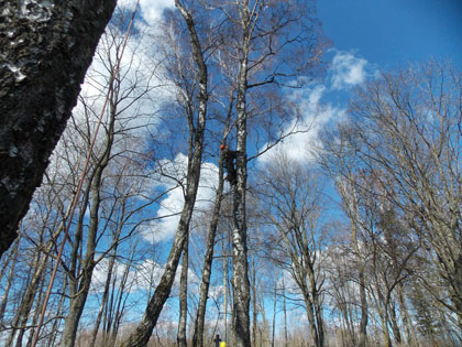 Спилить аварийное дерево на кладбище