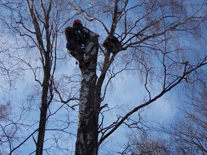Спилить аварийное дерево на кладбище