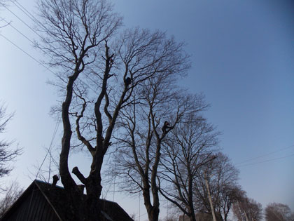 Спилить аварийное дерево на участке