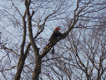 Спилить аварийное дерево на участке