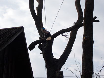 Спилить аварийное дерево на участке