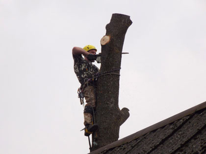 Спилить аварийное дерево на участке