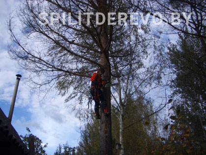 Удалить дерево на участке цена