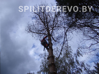 Удалить дерево на участке цена