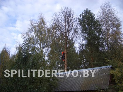 Удалить дерево на участке цена