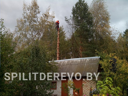 Удалить дерево на участке цена