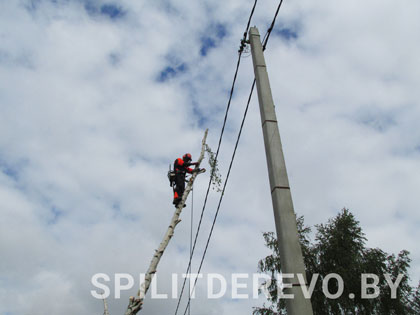 Спилить аварийное дерево цена