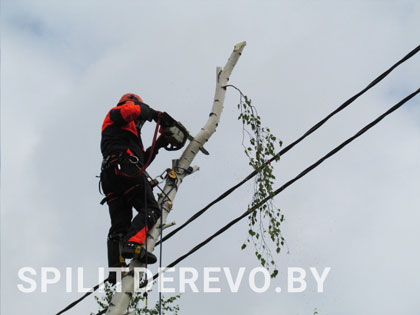 Спилить аварийное дерево цена