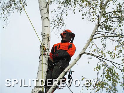 Спилить аварийное дерево цена
