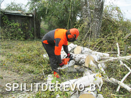 Спилить аварийное дерево цена